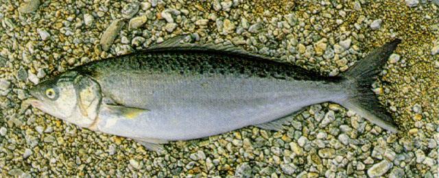 (Arripis) Род АРРИПЫ 4 вида